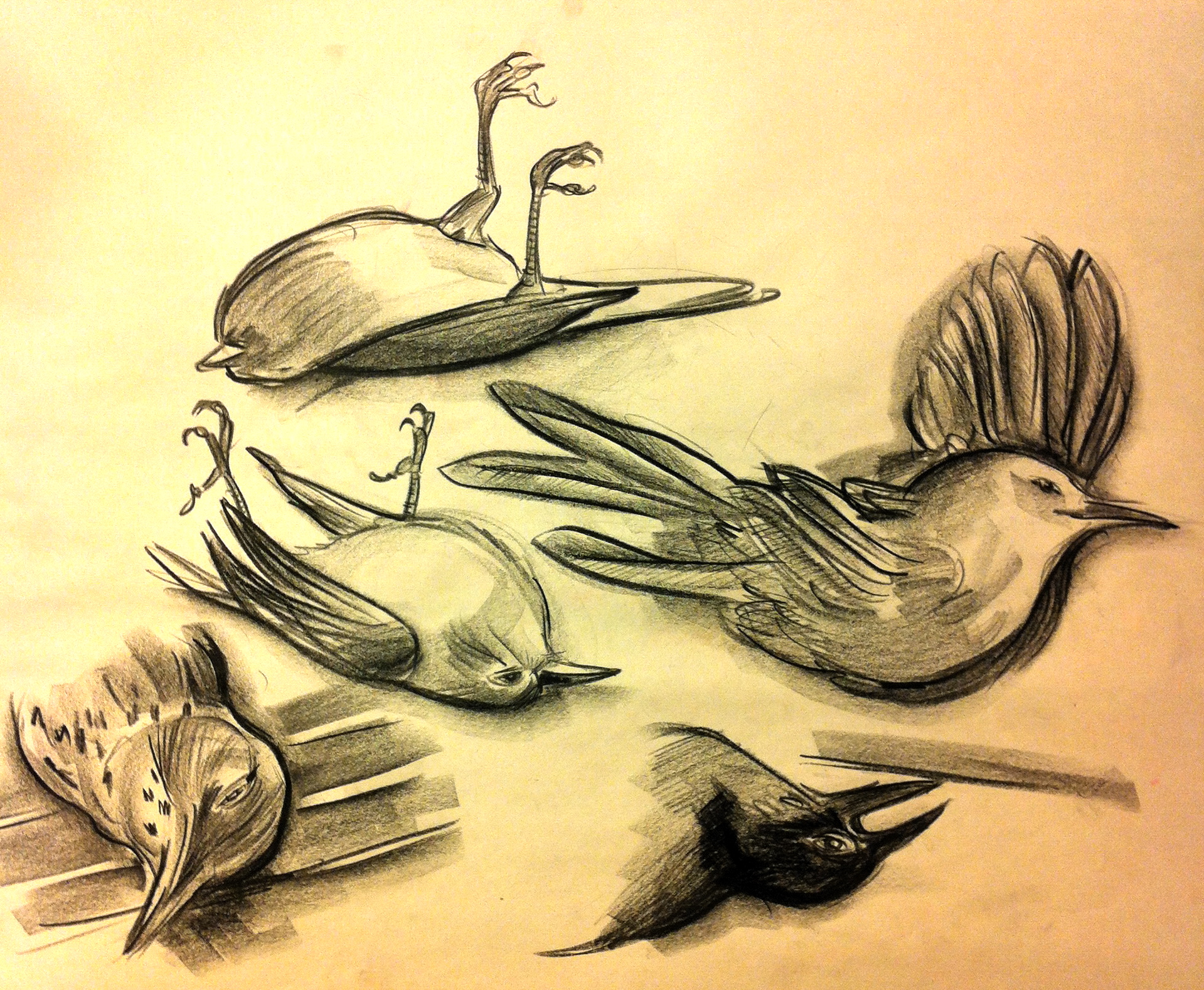 9+ Dead Bird Drawing